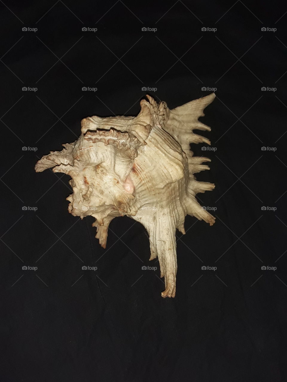 a seashell, a seashell or sea shell, also known simply as a shell , is a hard, protective outer layer usually created by an animal that lives in the sea.