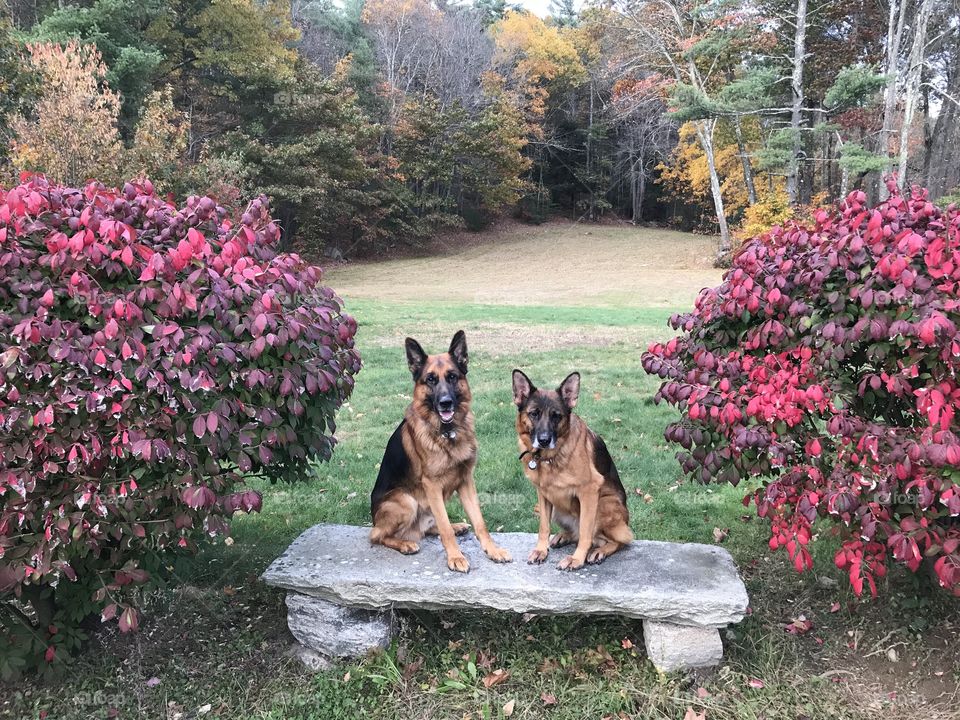 German Shepherds 