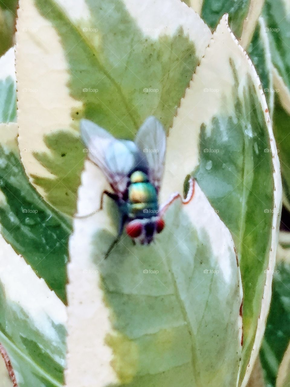 blue bottle fly on a leaf