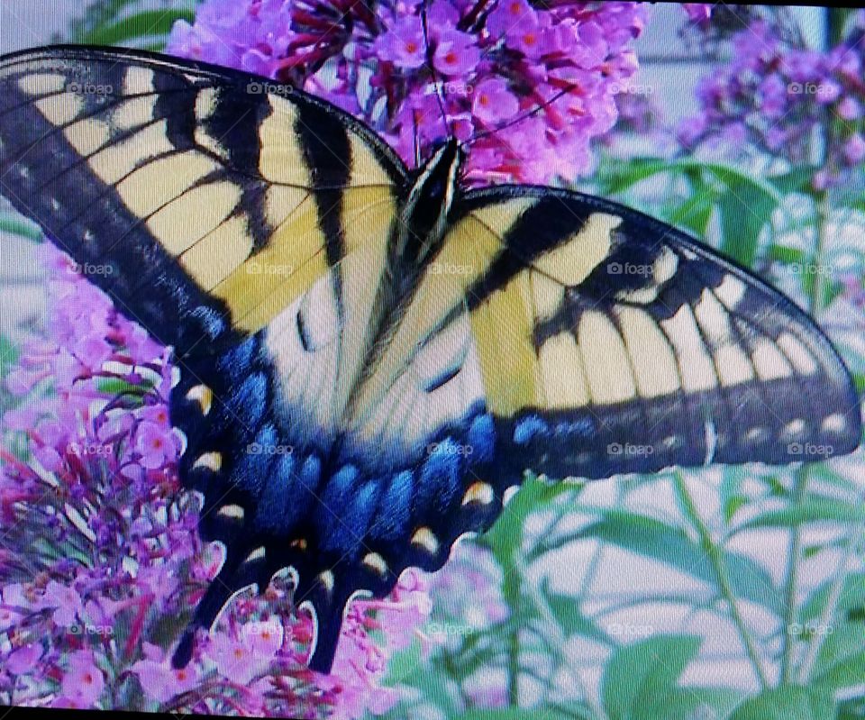 Majestic Butterfly
