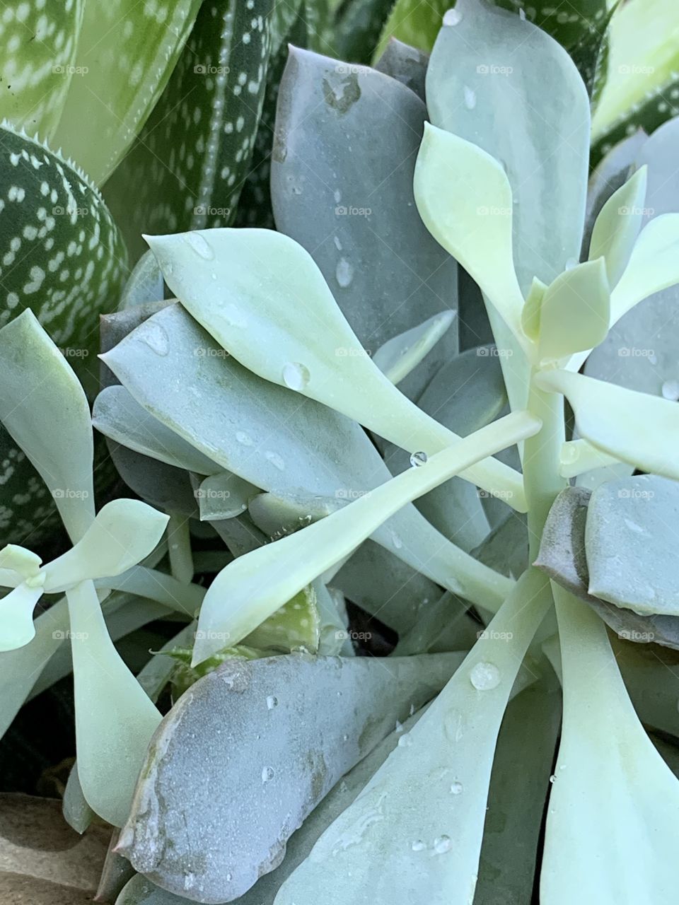 I love succulents. Varying shades of green. They all look beautiful together. They pair well with stone and wood. Droplets of water sit lovely on them.