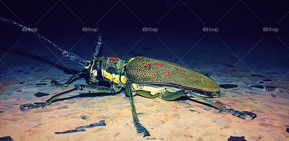 (1) A beautiful beetle picture