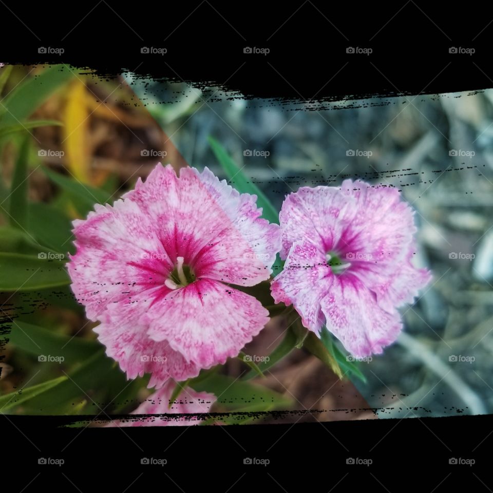 Dianthus with Split Filter
