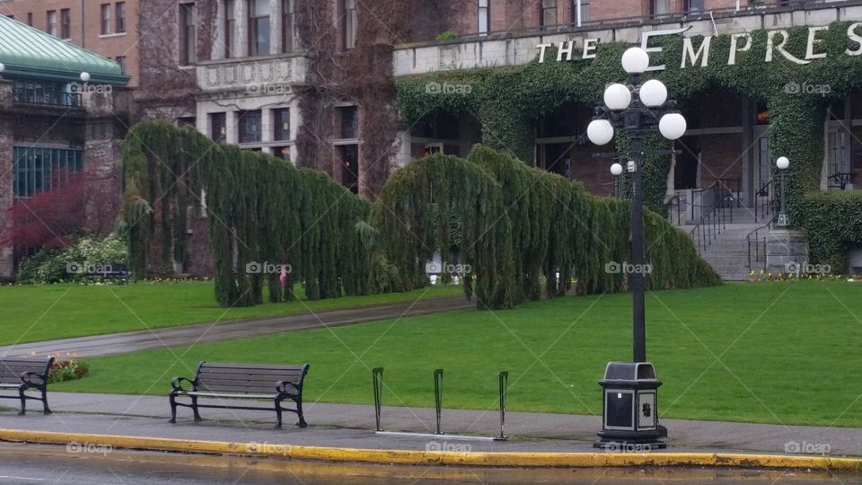 Guardian trees outside the Empress Hotel in Victoria