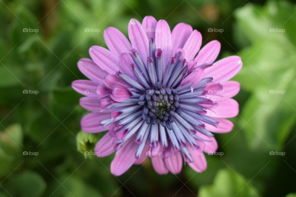 Purple flower