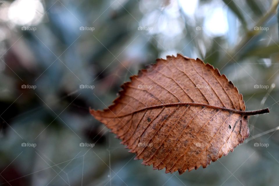 leaf details