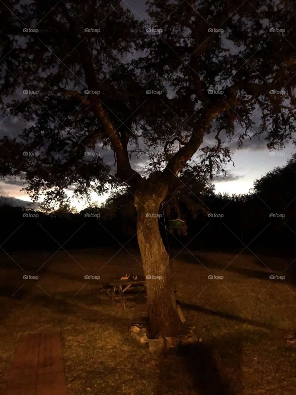 Beautiful white sky over the trees, making the live oak stand out at the ranch in Texas!