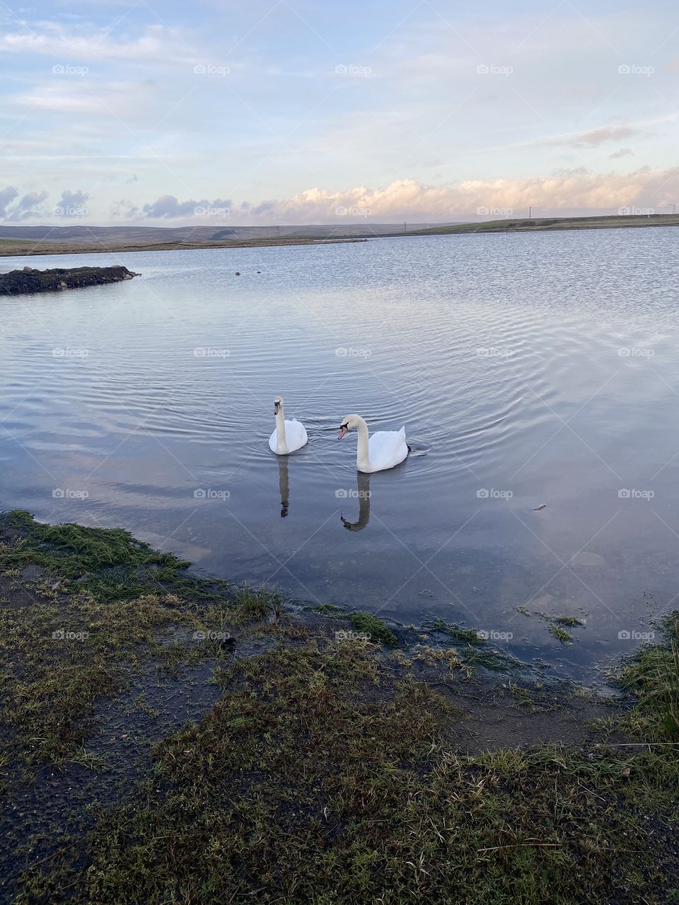 Two Swans. 