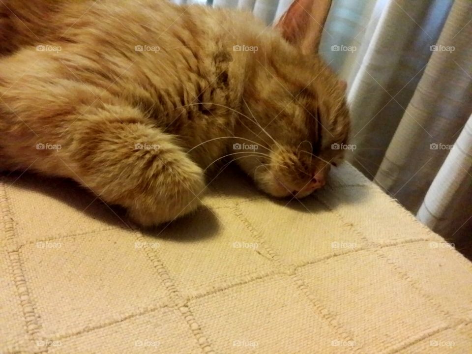 Osiris taking a nap.
