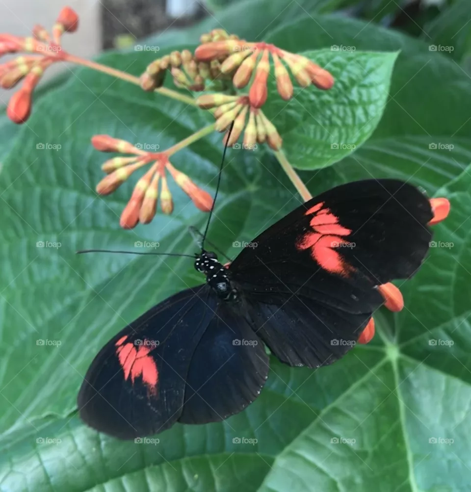 Dark beauty
