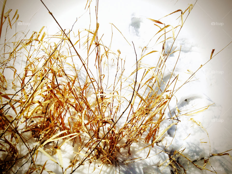 Grasses in Snow