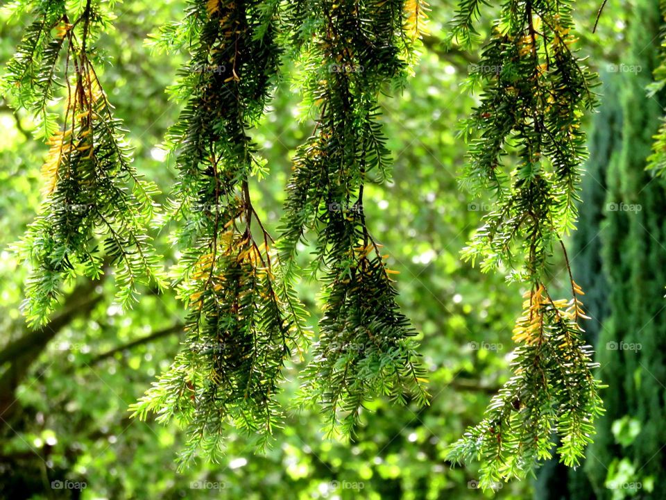 hanging leaves