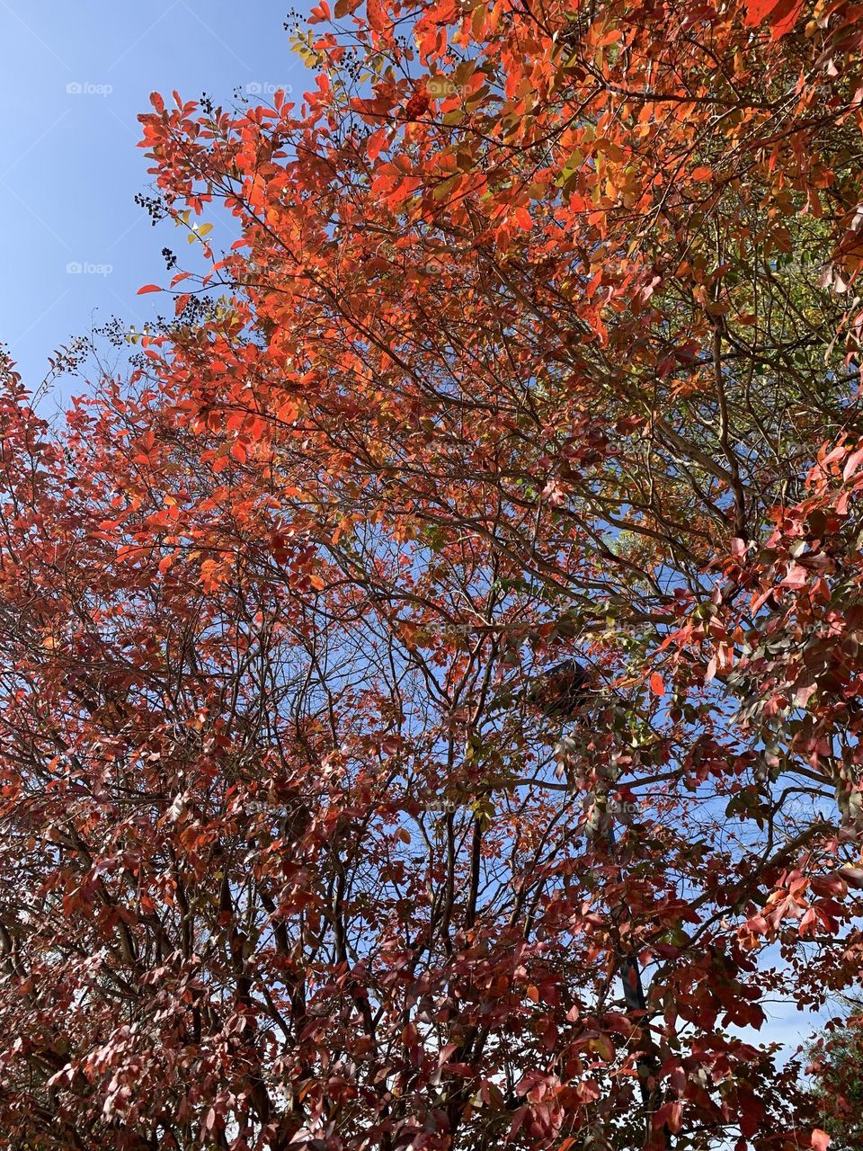 Red trees