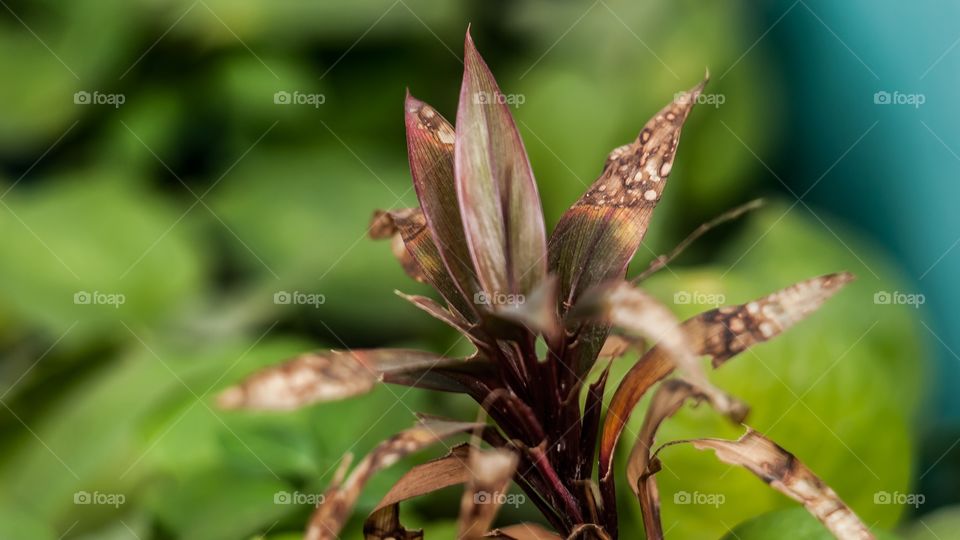 Close-up of dry leaf