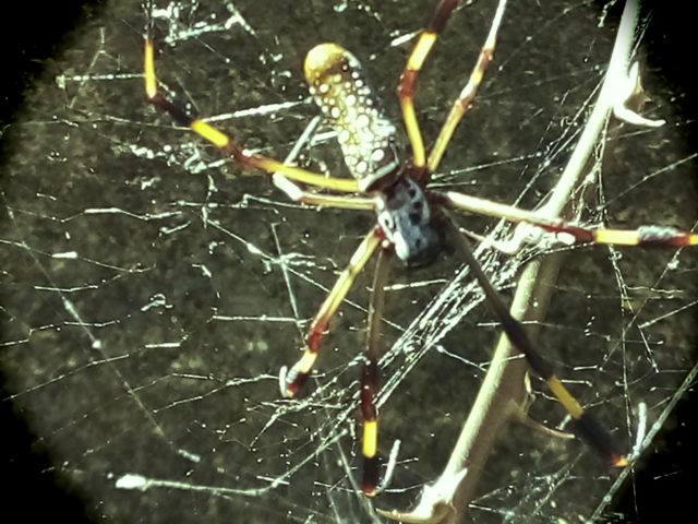 what spider are you