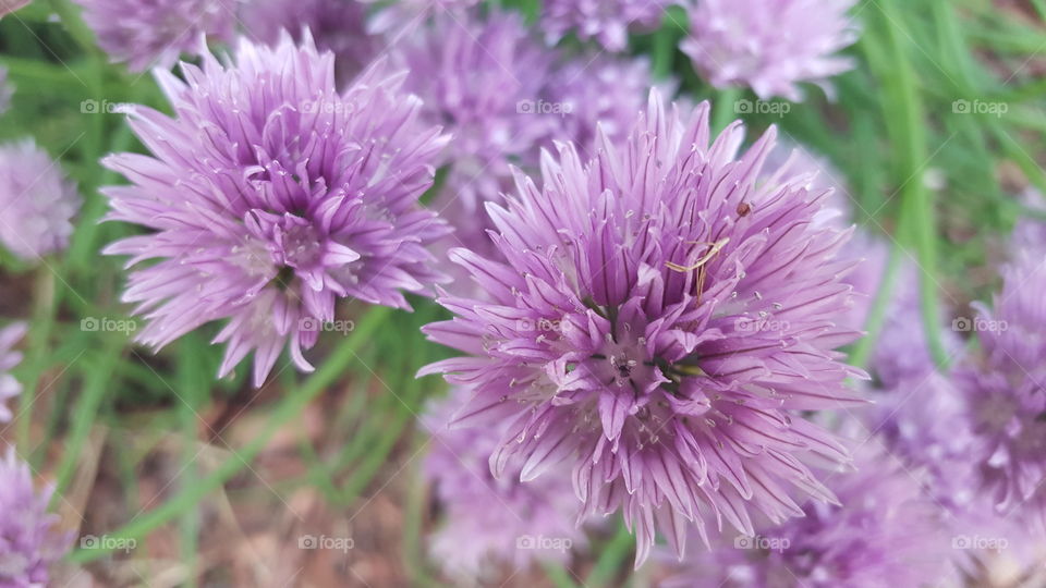 Close-up of flower