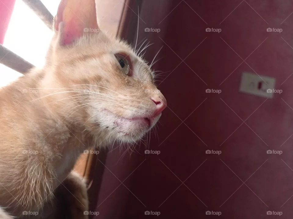 cat gasing