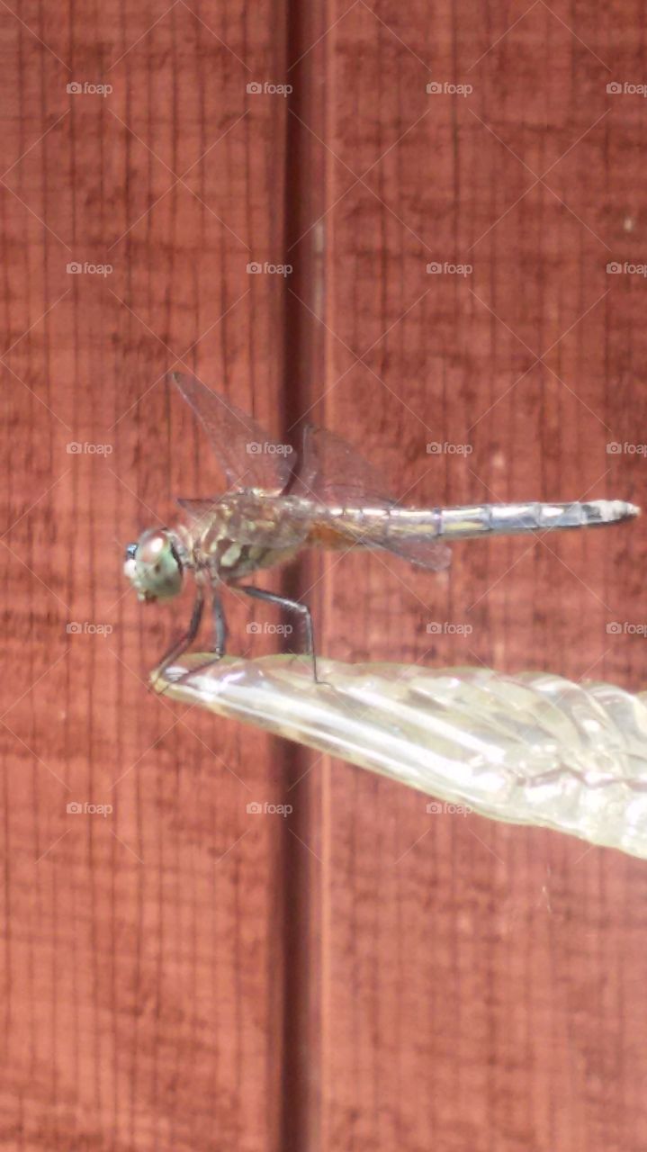 Dragonfly