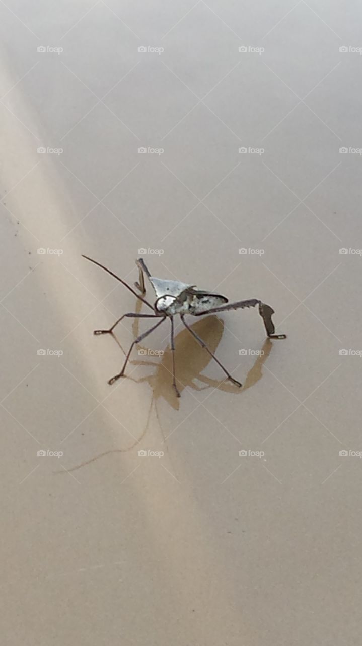 Unidentified Drone. This bug landed on my truck