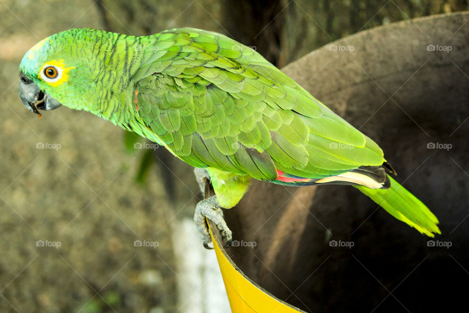 Papagaio verde do Pantanal