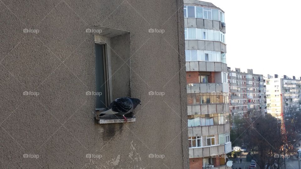 Dove on a window