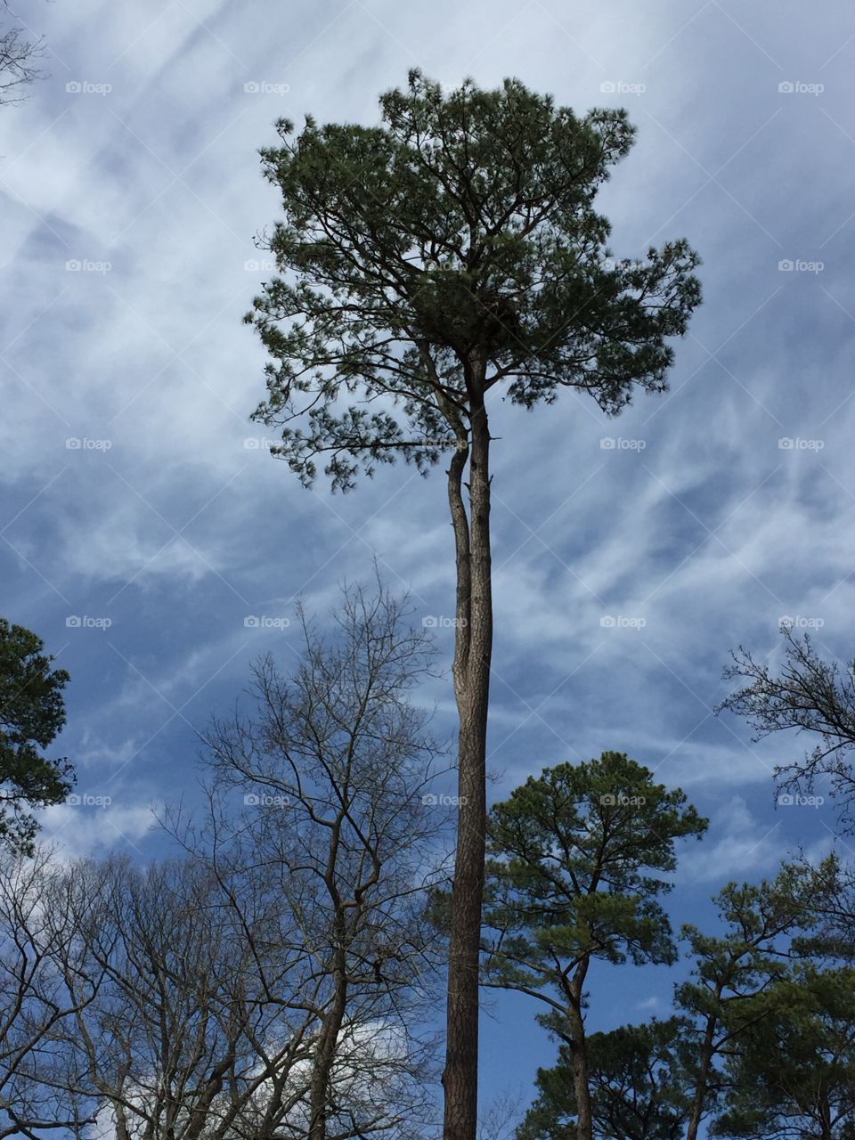 Eagles nest at Jamestown Settlement 