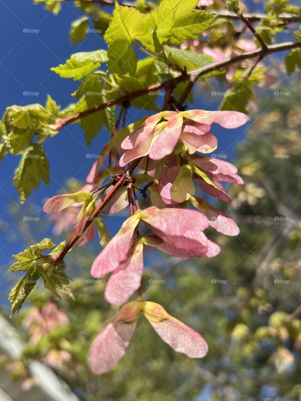 Maple Tree