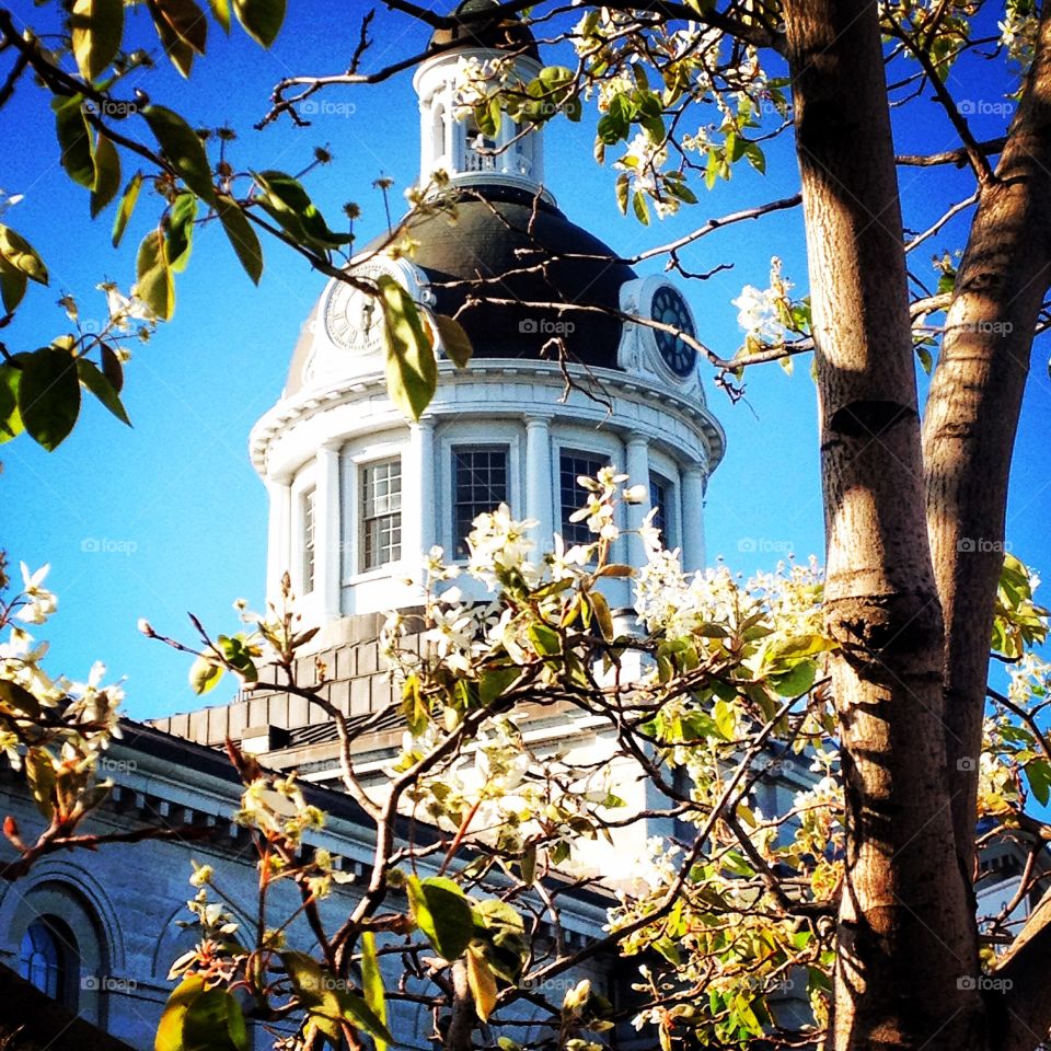 City Hall in the Spring. Took this in the spring from behind a cherry tree! Turned out amazing! 