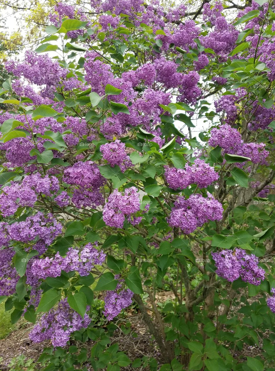 lilac flowers