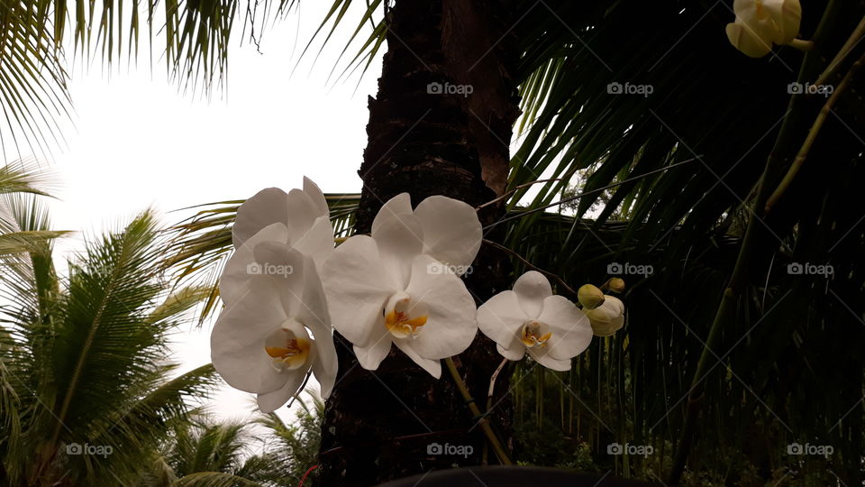 Este é um outro exemplar de orquídeas brancas, que são lindas também.