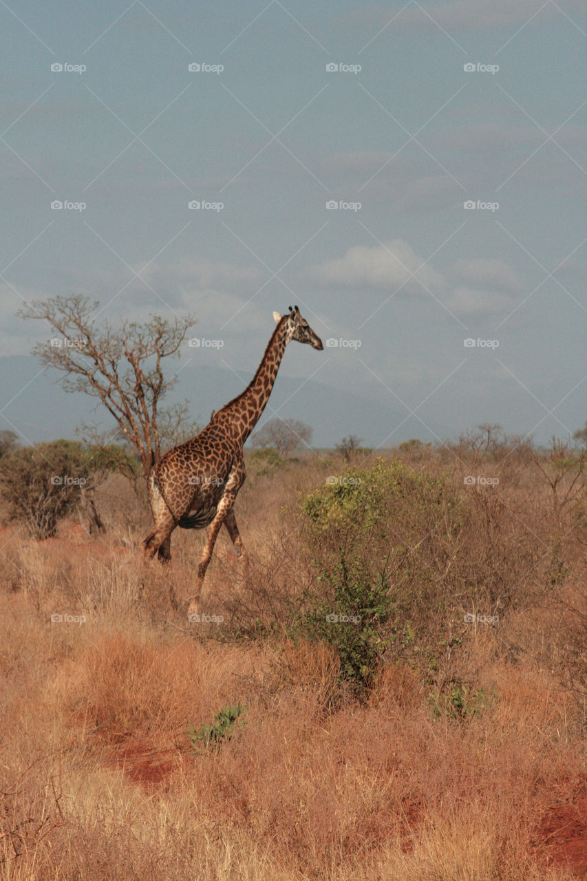 giraffe