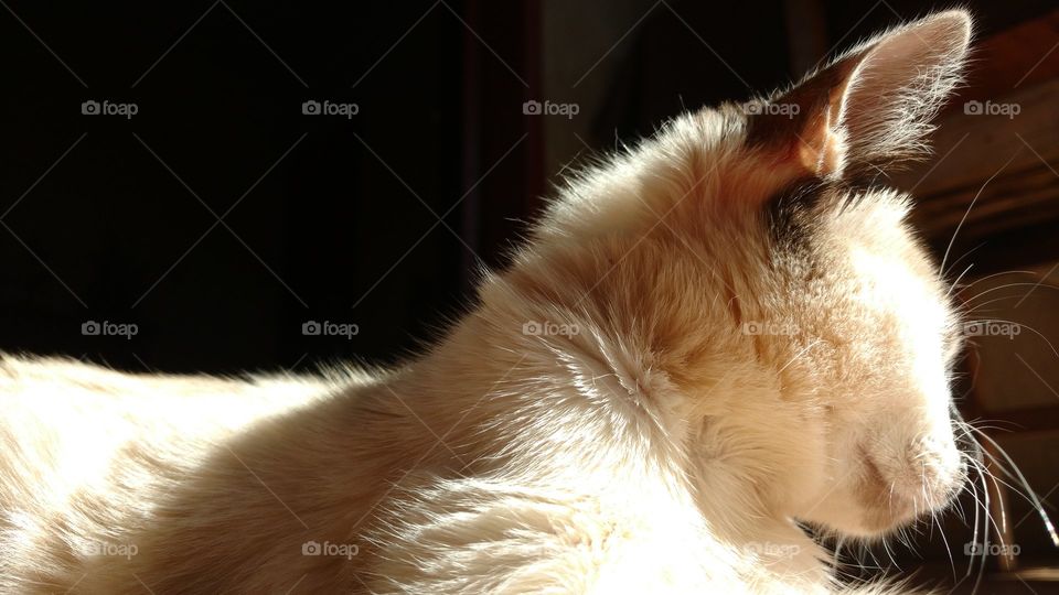 Perfil do gato Angorá.