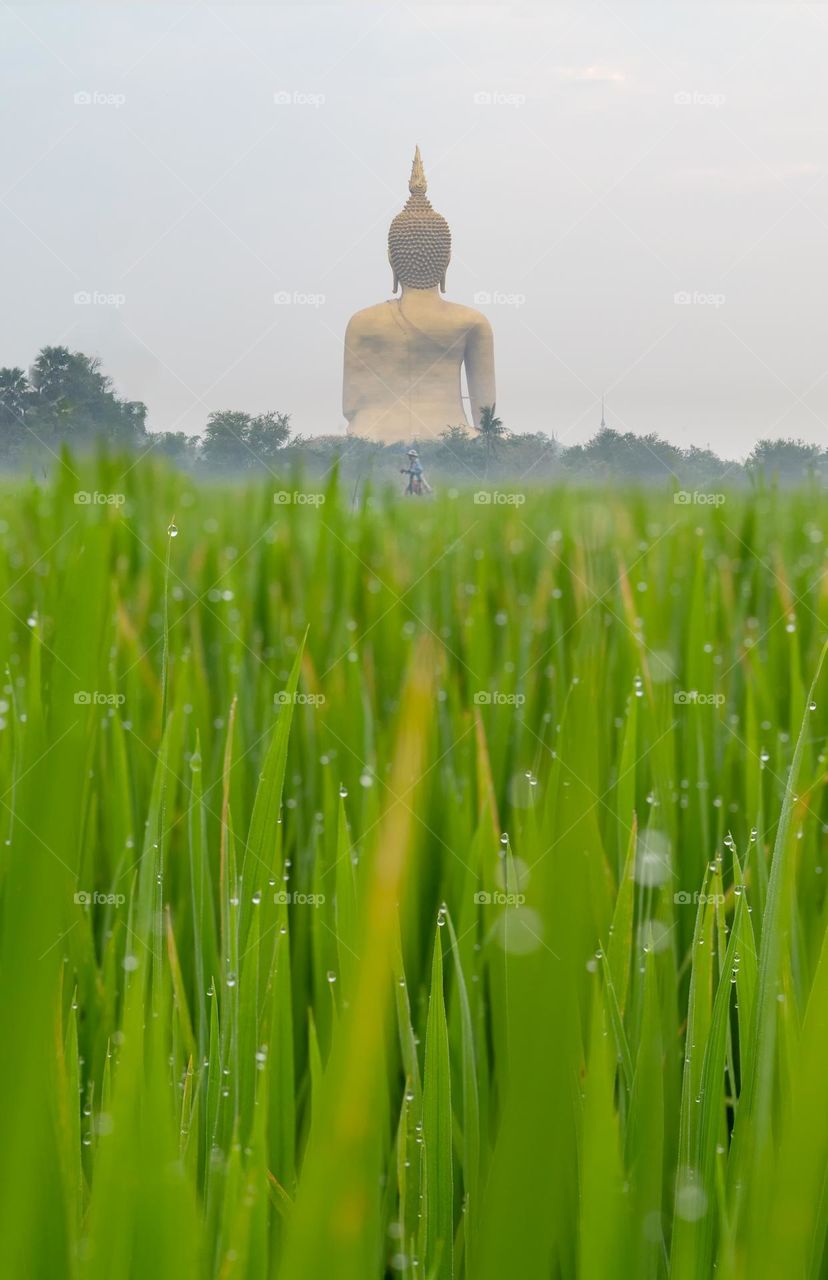 The slow life of Thai local farmer walk in rice field and big buddha statue scene