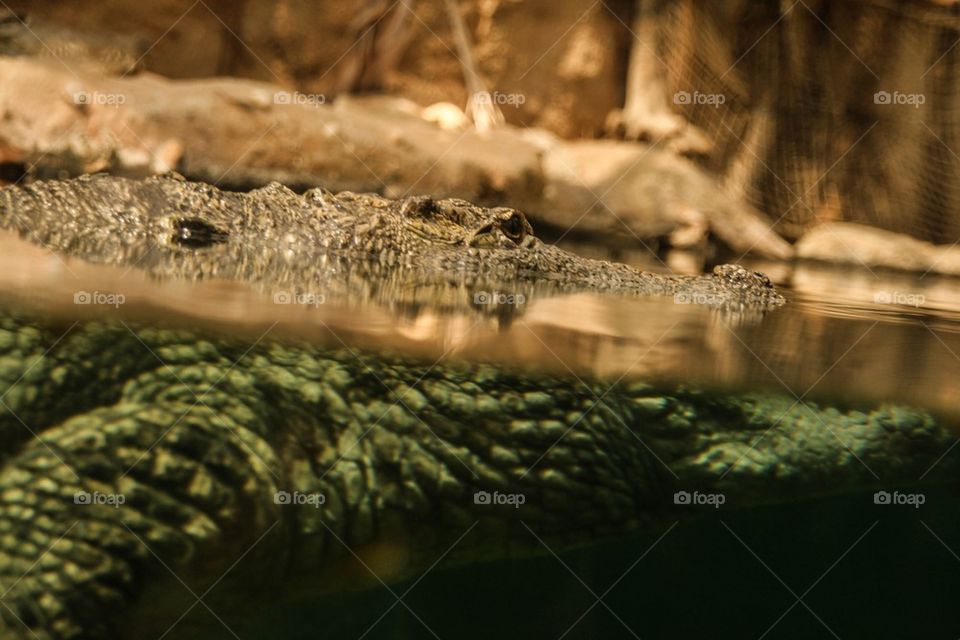 Reflecting the crocodile