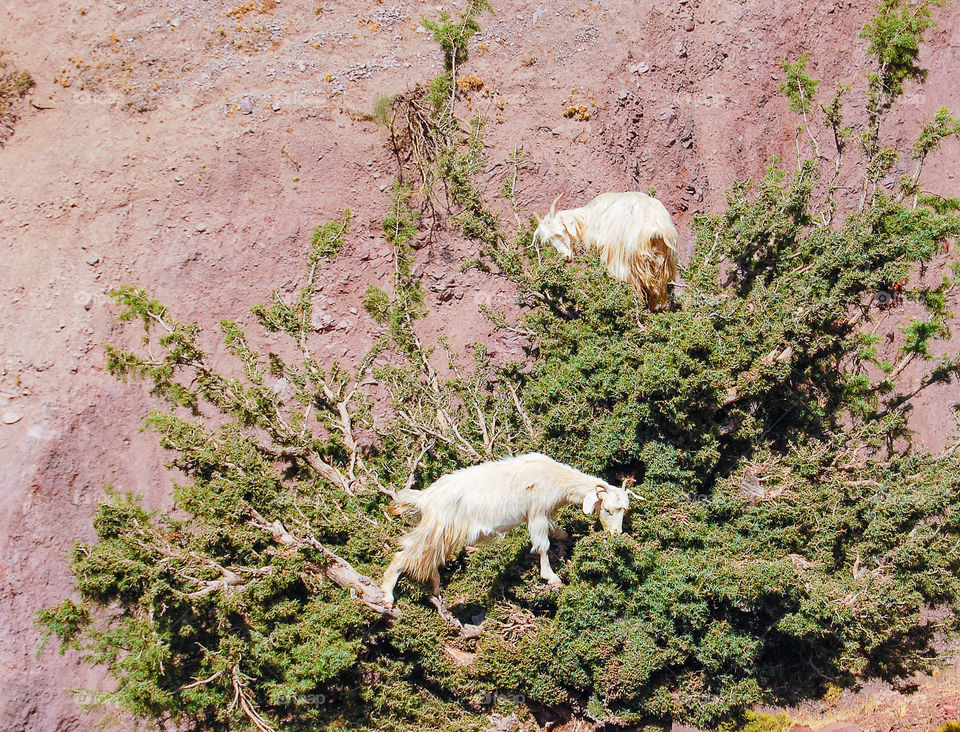 Goats . just want to have argan trees