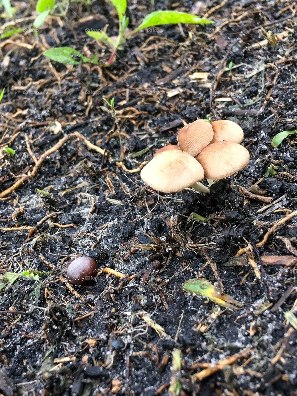 Cluster of mushrooms ina South Florida forest 
