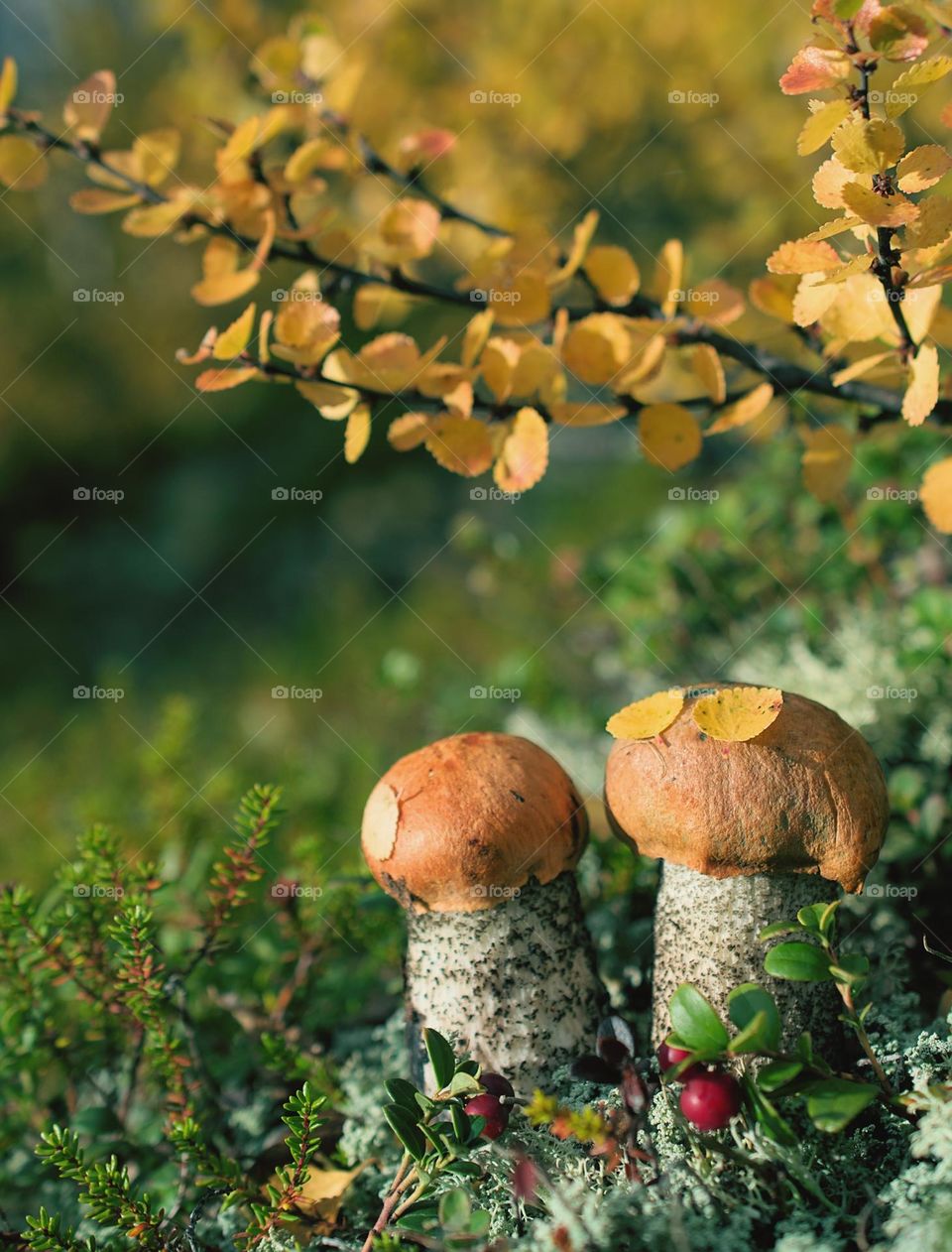 mushoom makro tundra love