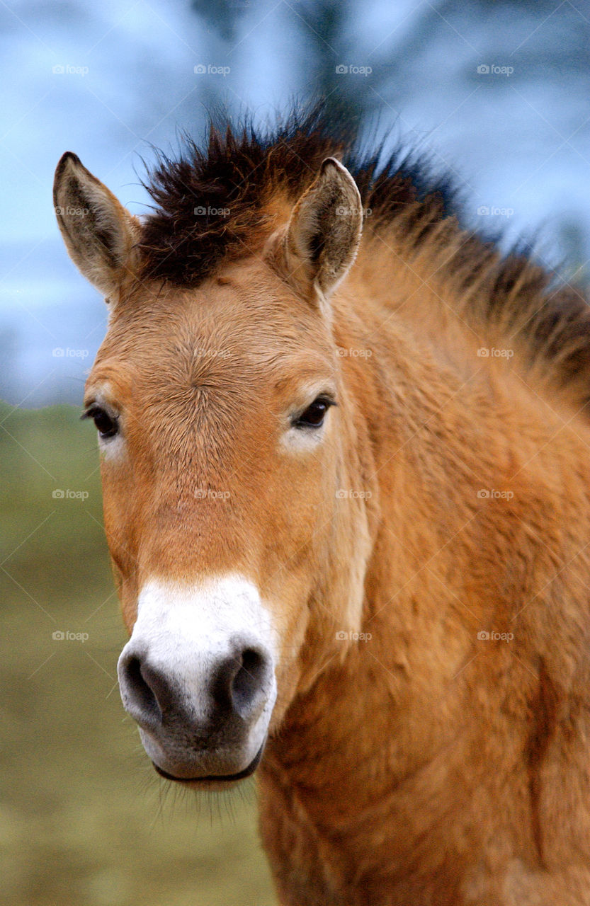 Swedish forrest horse