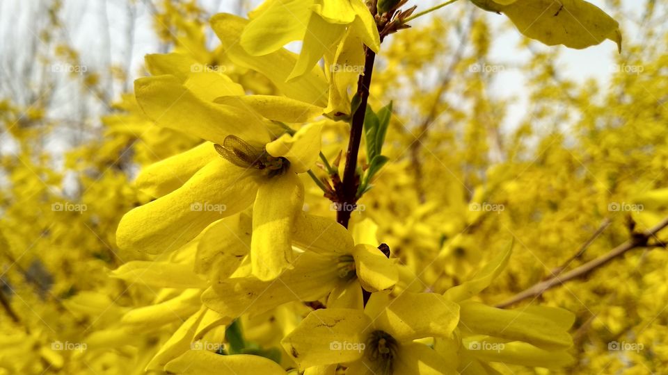 Hello You ! 
Spring already come. Flowers are blossoming. Photographers are ready for Capture. This awesome flowers in my campus. Beautiful Flowers. Natural beauty of Tianjin University, China. Enjoy spring season.