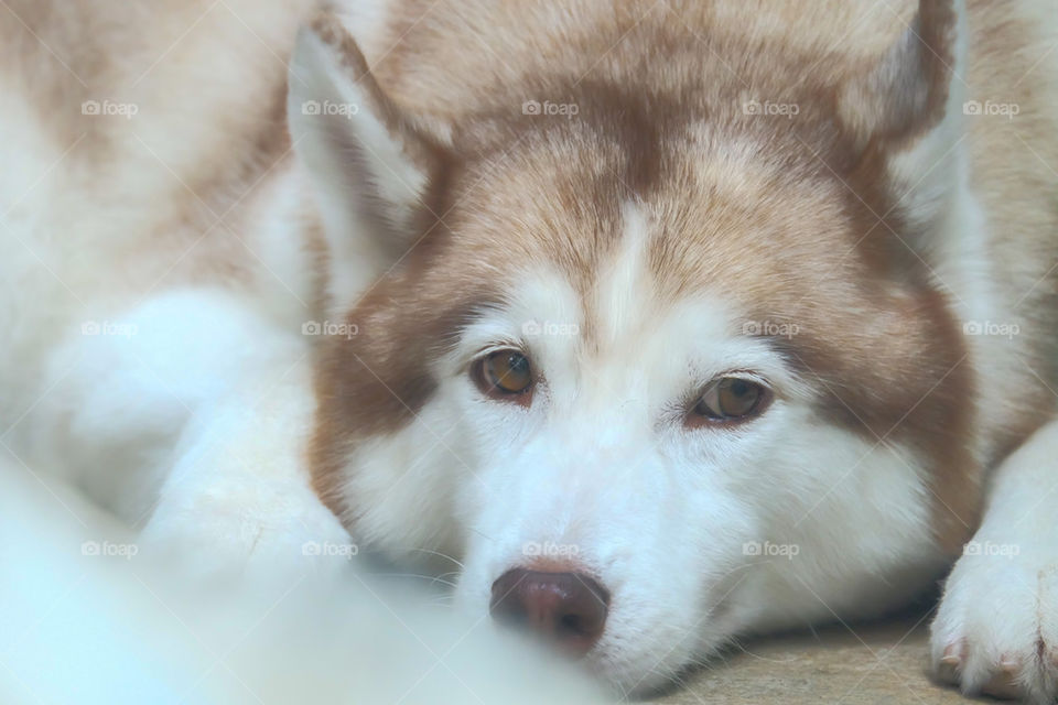 Sleepy Husky