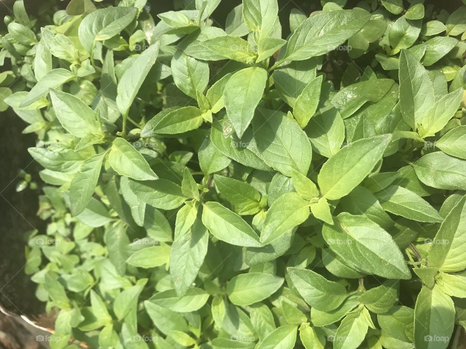 Basil 
