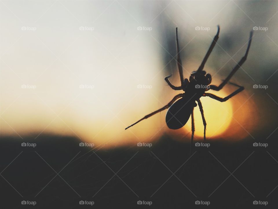 spider's bedtime 