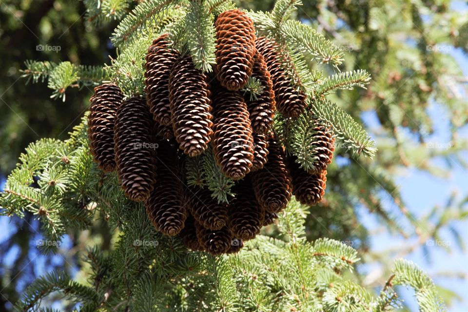 Bunch of pine cones on tree