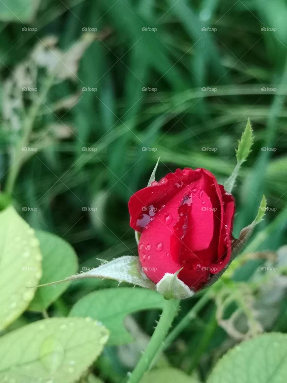 Flowers after rain