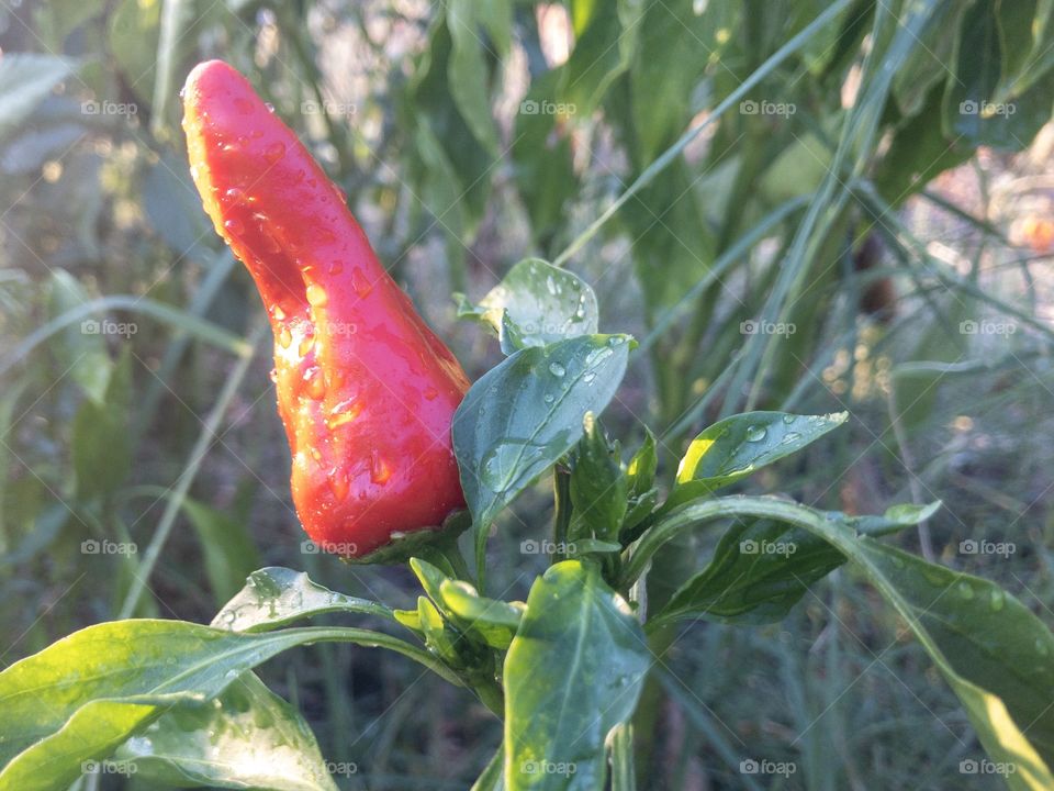 red hot pepper in the garden