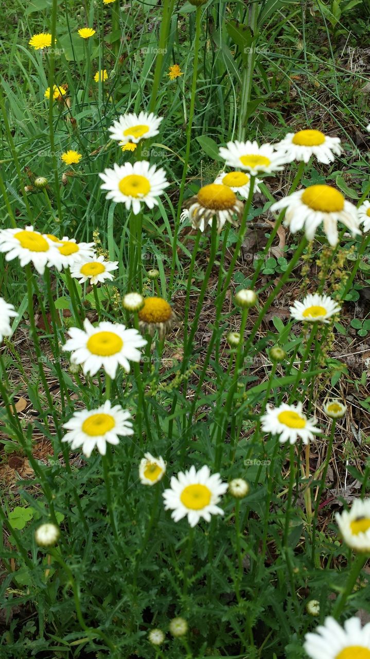 wildflowers along a creek bank