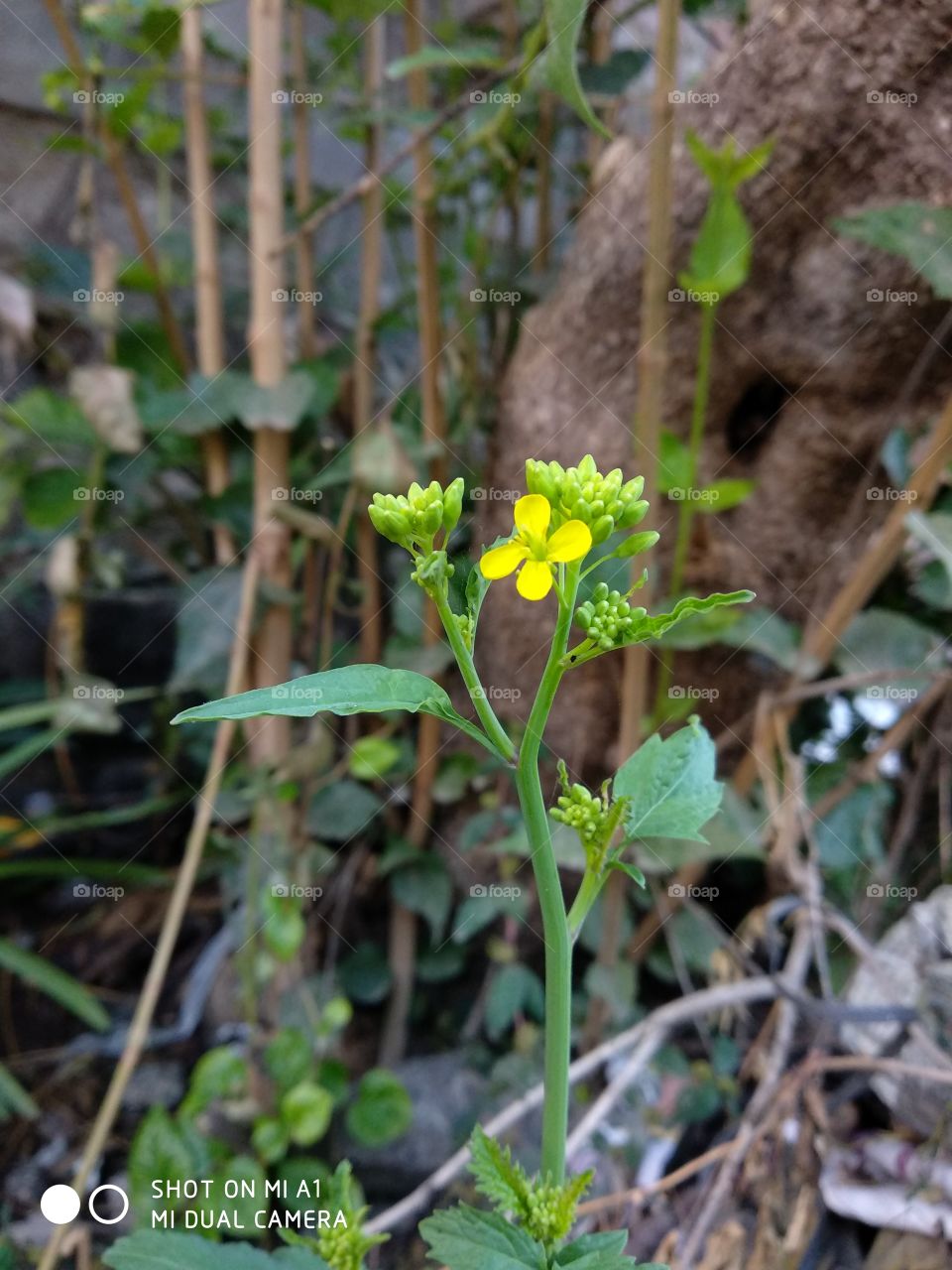Small type of tiny flowers😀
