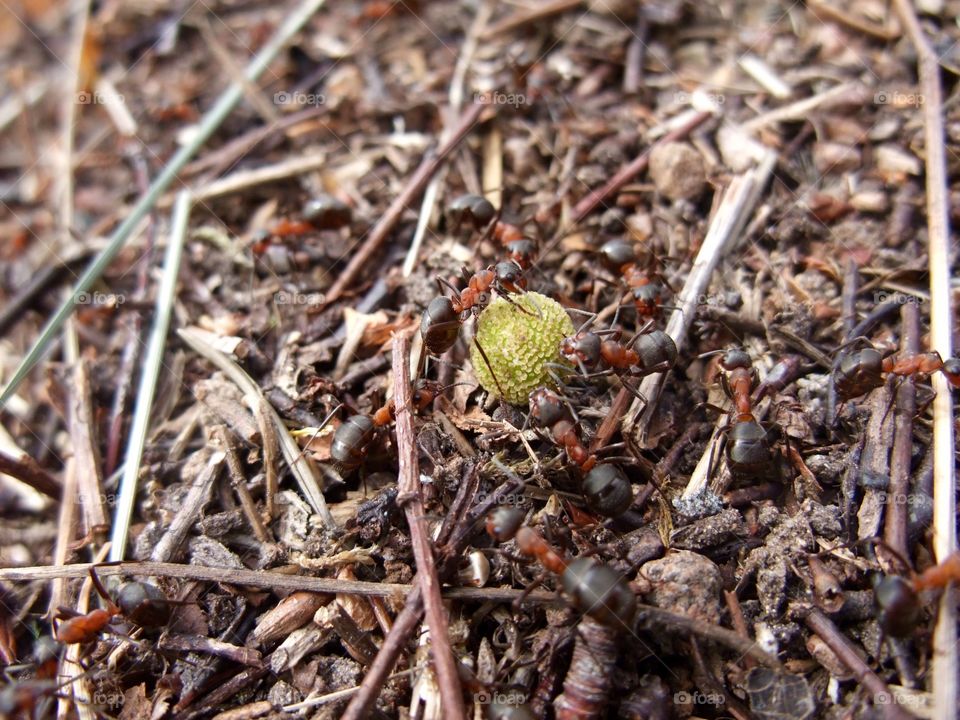 There is an ant hill close to my house.  The weather has been nice so the ants have been very busy and active. I noticed that many ants makes an interesting sound.