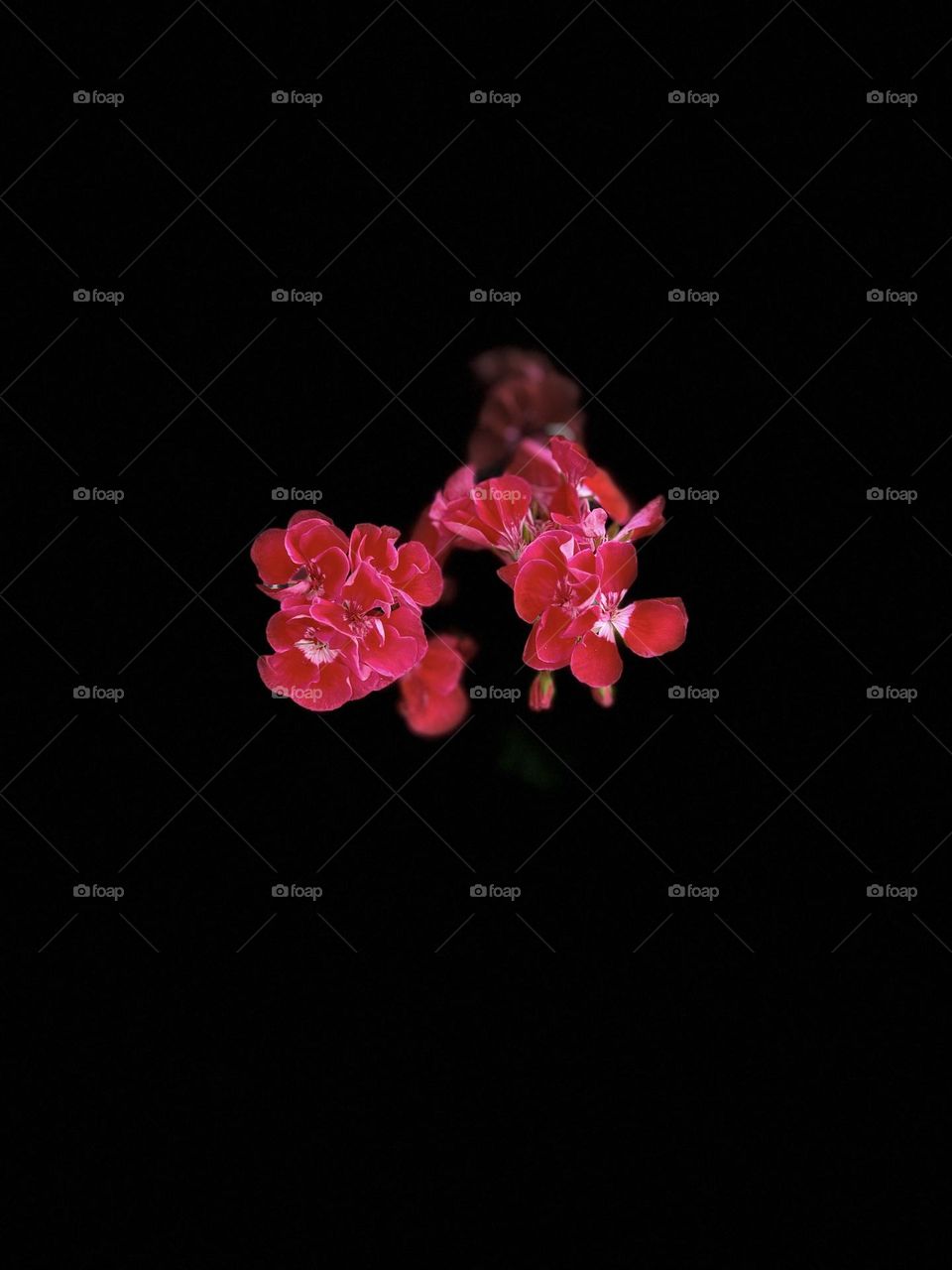 iPhone Mono portrait