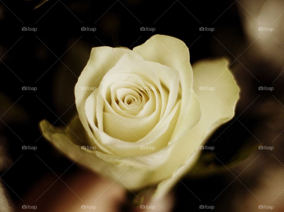 Single white rose in the hand in sepia old classic style 